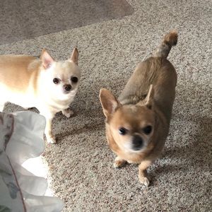 Meet your Posher, Wanda